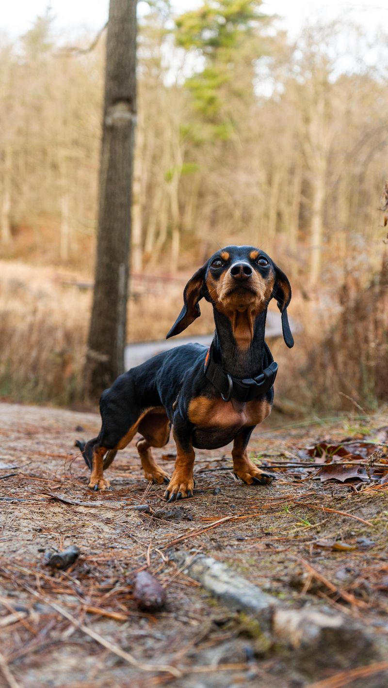 Dachshund