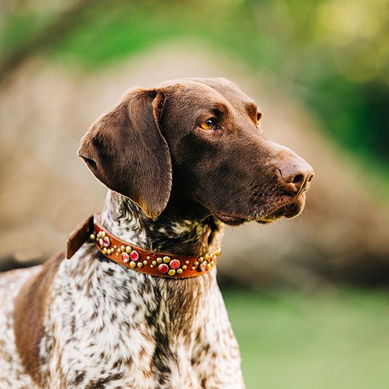 German Shorthaired Pointer