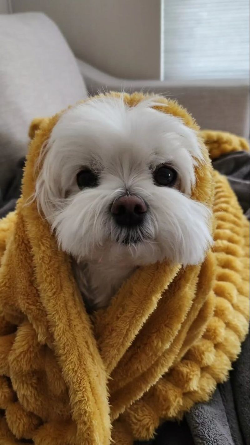 Maltese