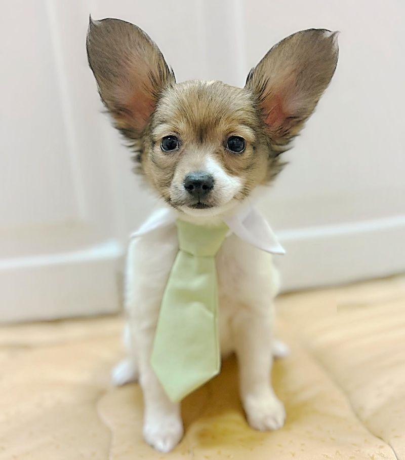 Papillon