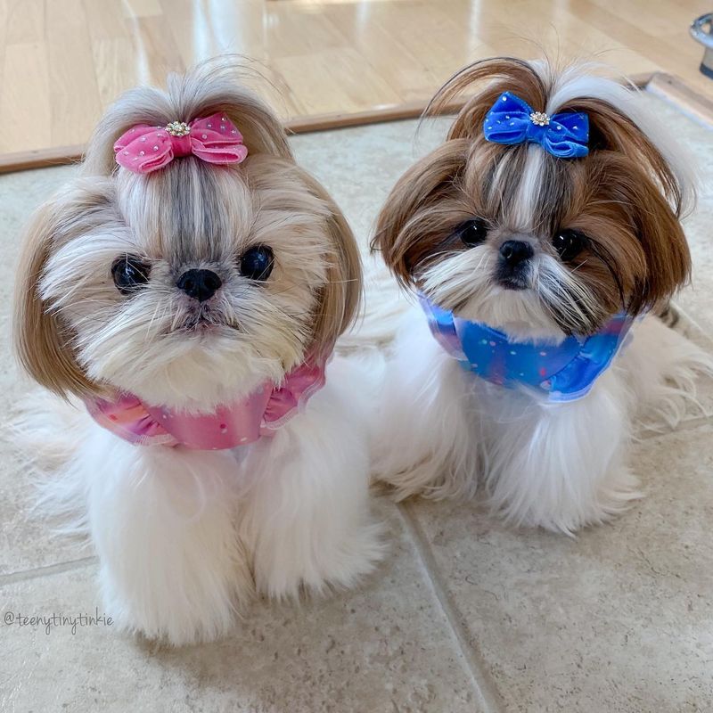 Shih Tzu