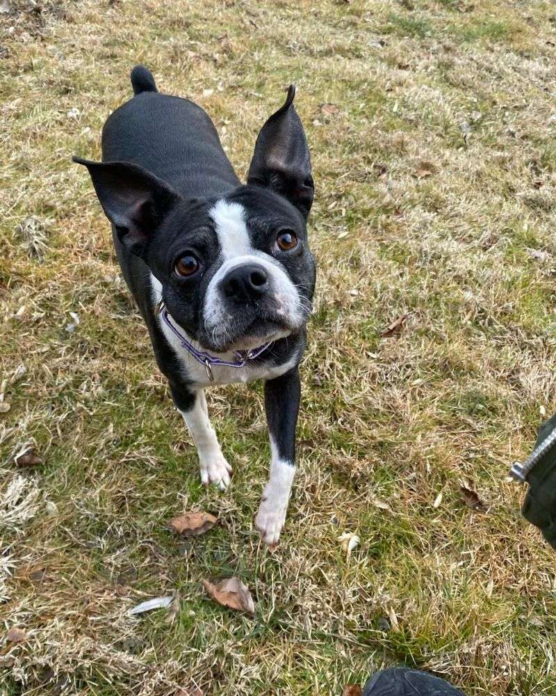 Boston Terrier