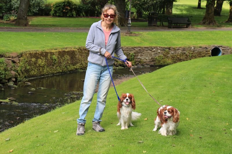 Cavalier King Charles Spaniel