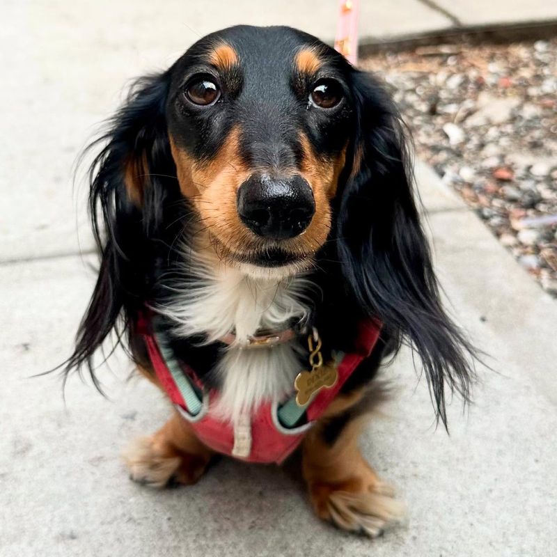 Dachshund