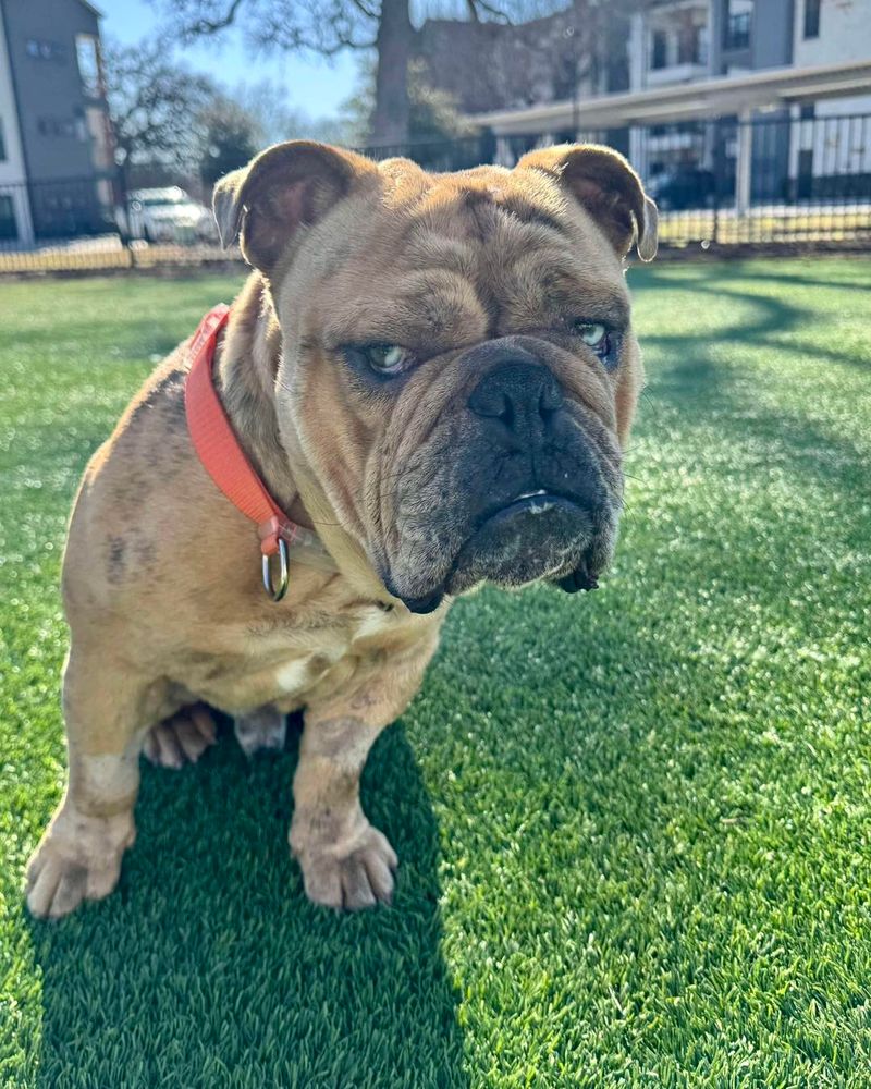 Bulldog