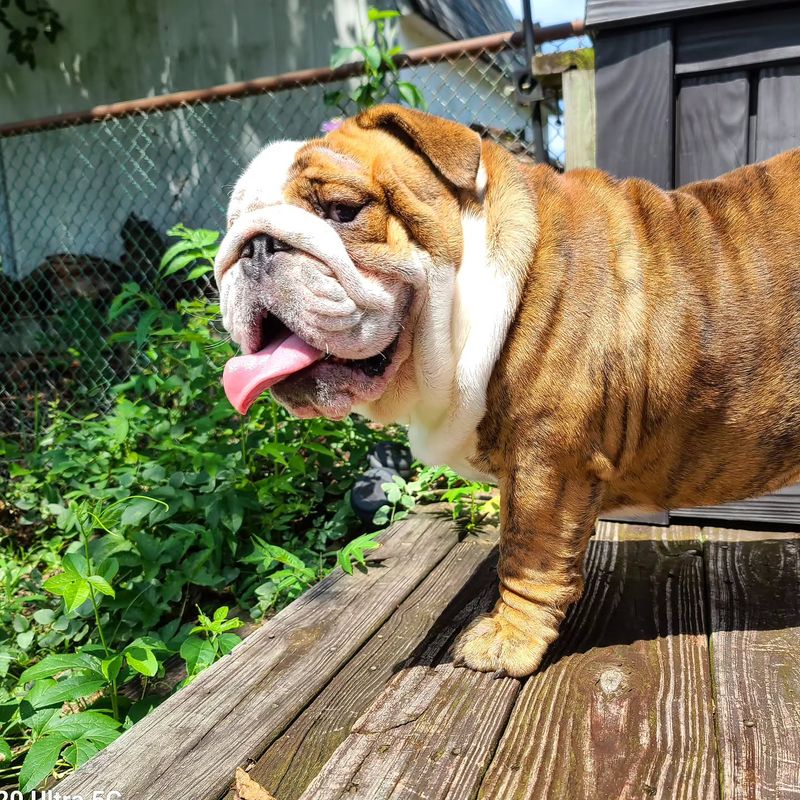 Bulldog