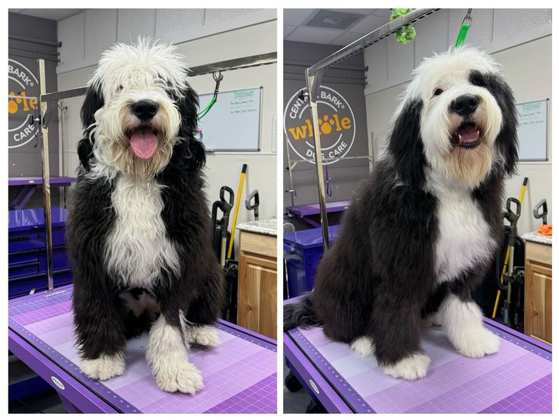 Old English Sheepdog