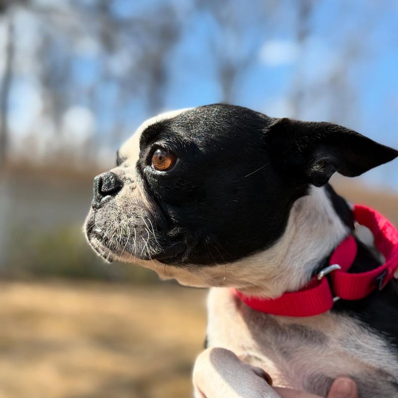 Boston Terrier