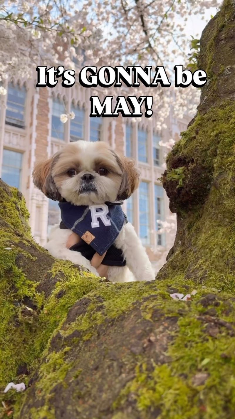 Shih Tzu