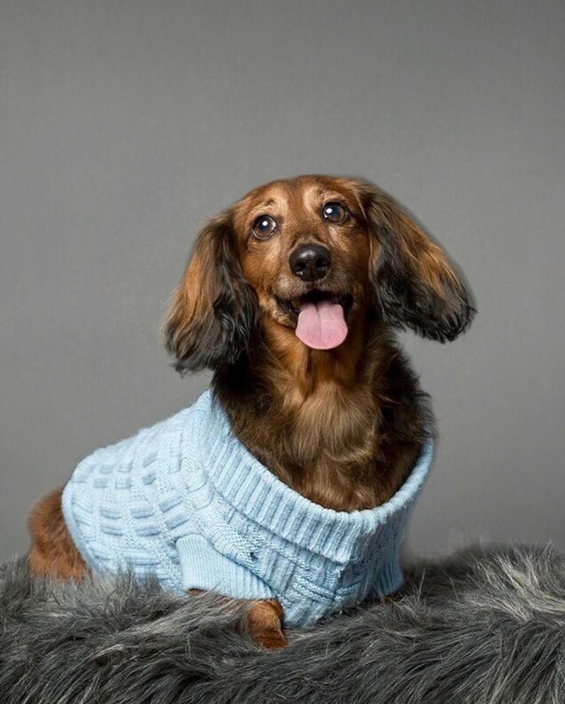 Dachshund
