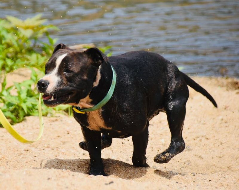 Staffordshire Bull Terrier