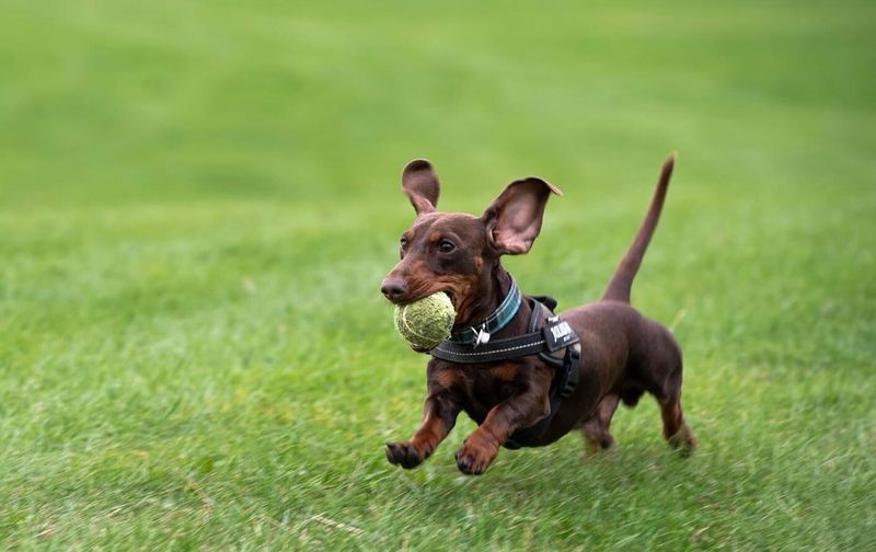 Dachshund