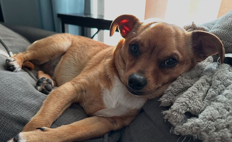 Chihuahua