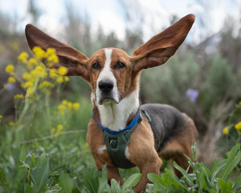 Basset Hound