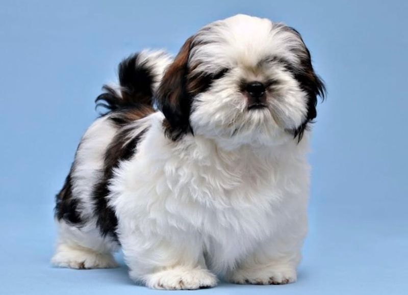 Shih Tzu