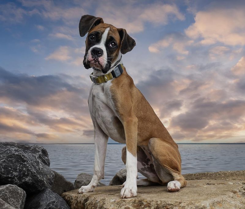 Boxer