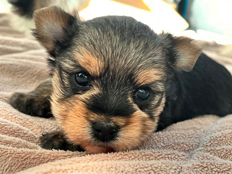 Yorkshire Terrier