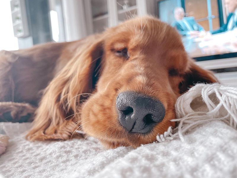 Cocker Spaniel