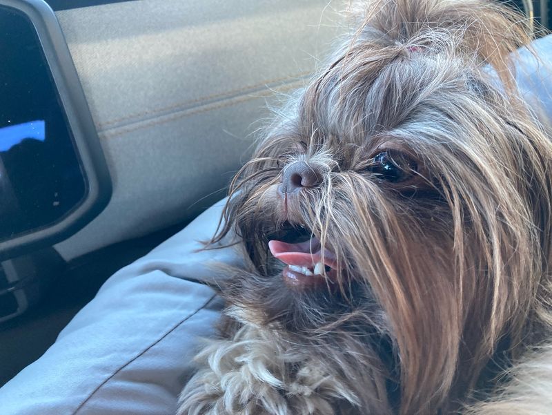 Shih Tzu