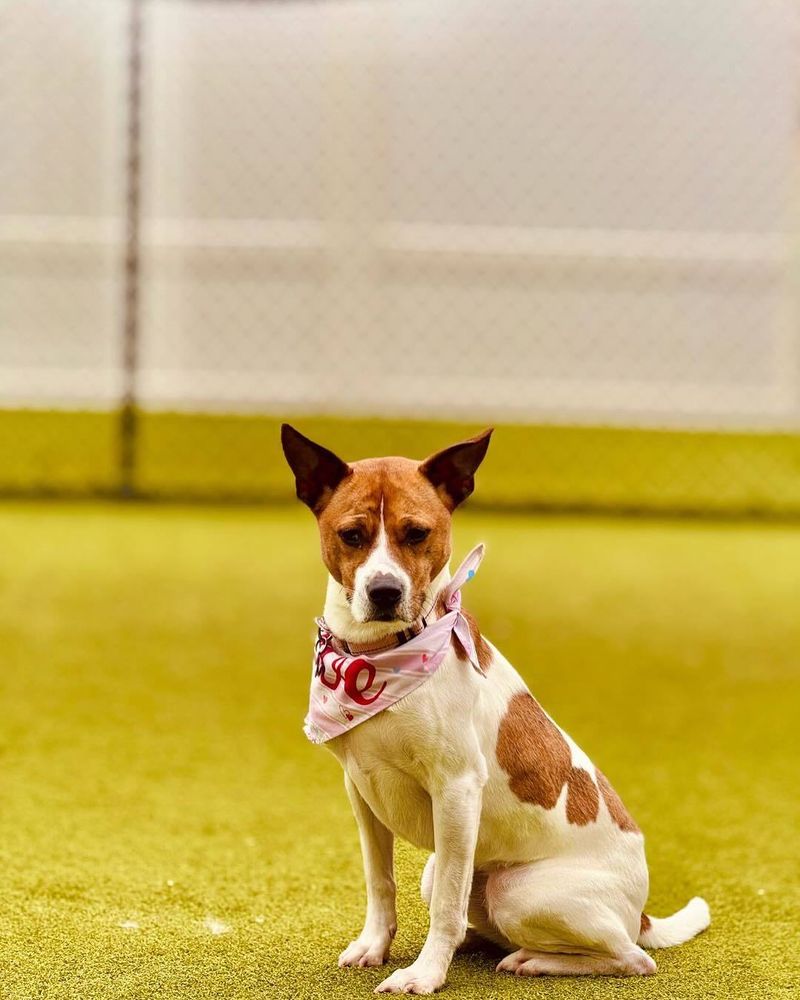 Jack Russell Terrier