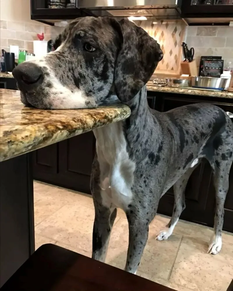 Great Dane