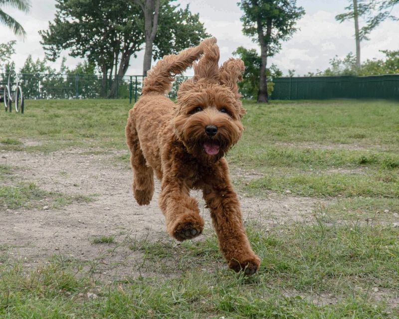 Goldendoodle