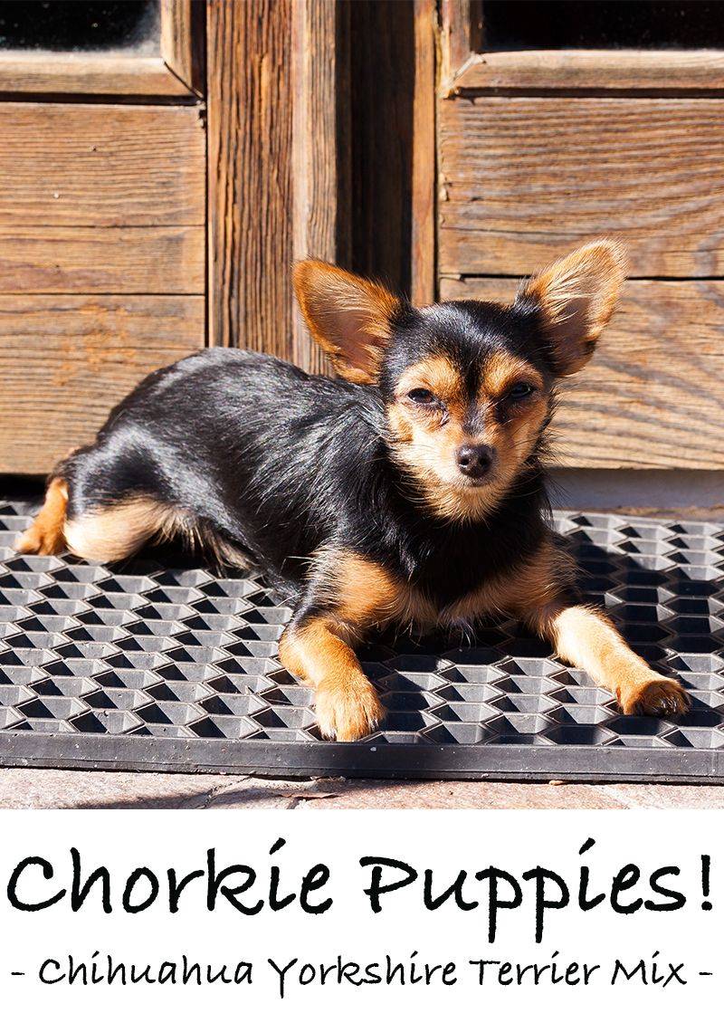 Chorkie
