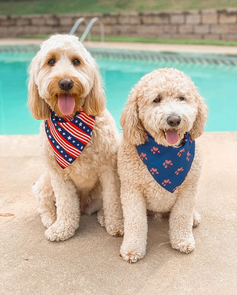 Goldendoodle