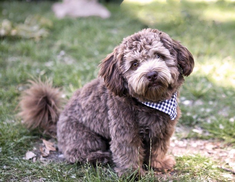 Schnoodle