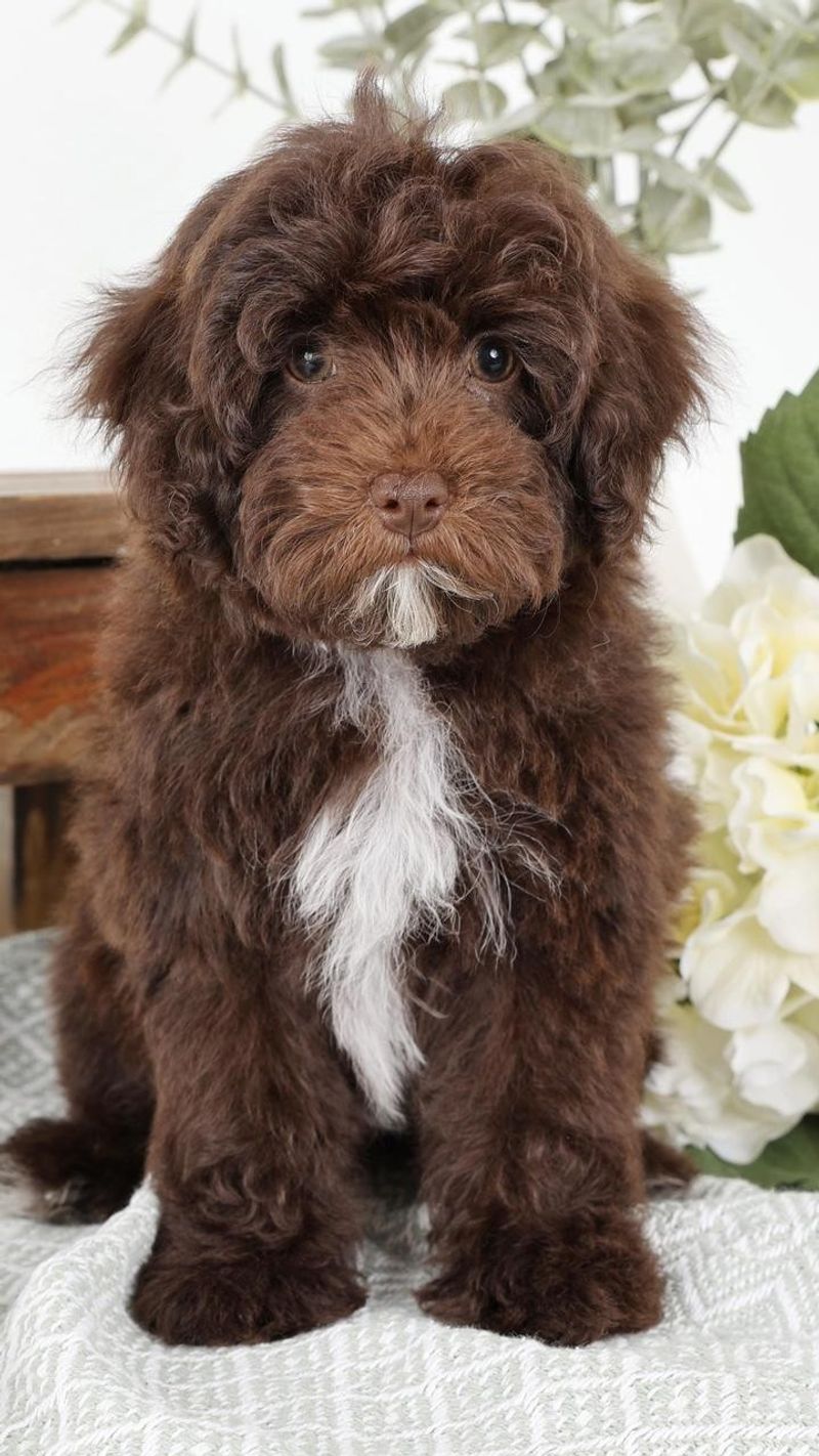 Schnoodle