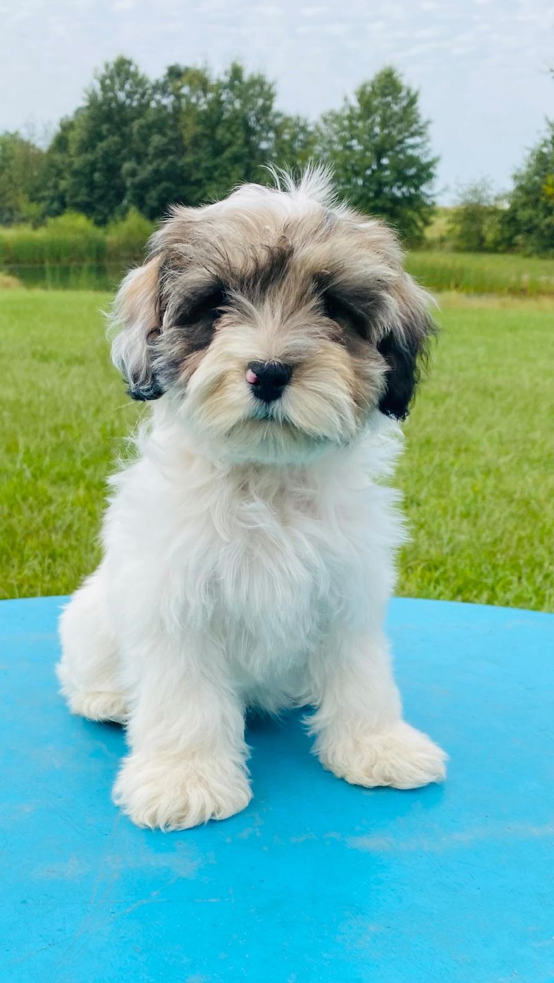 Schnoodle