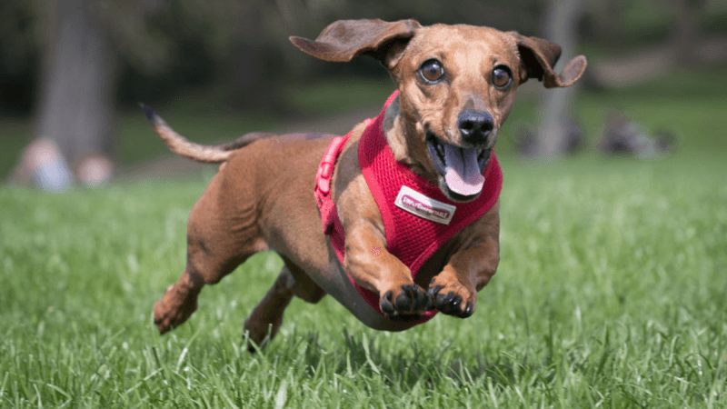 Dachshund