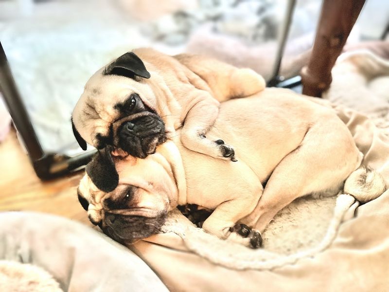 Pug