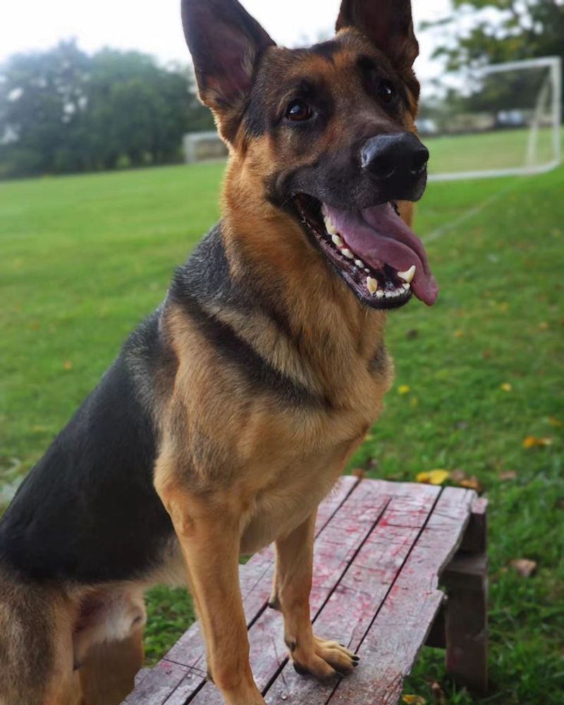 German Shepherd