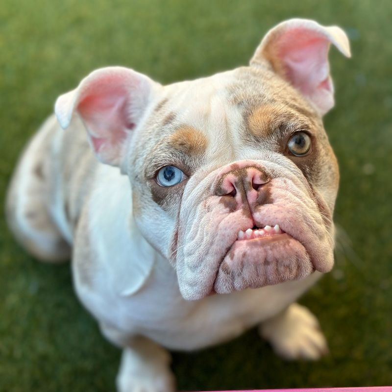 Bulldog