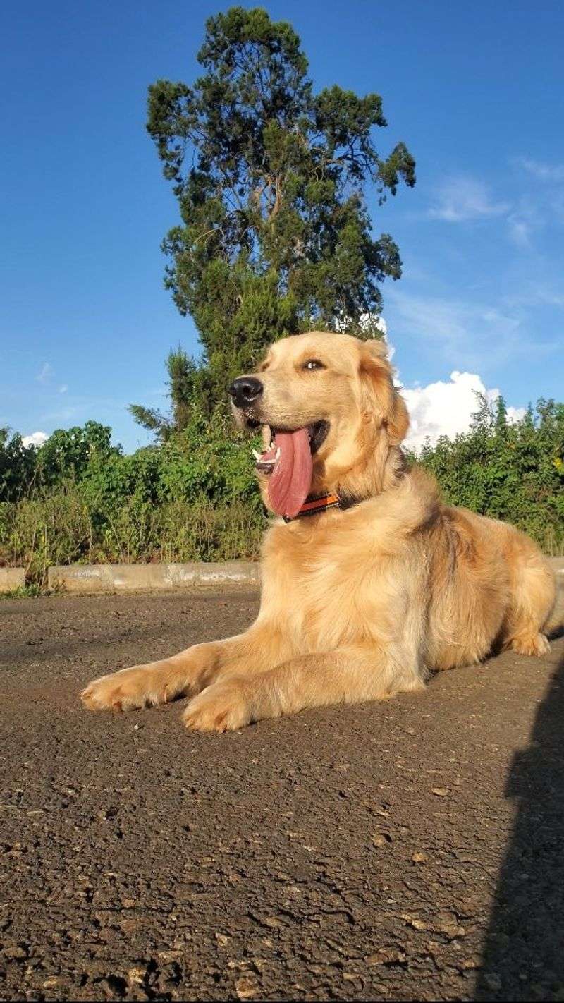 Golden Retriever
