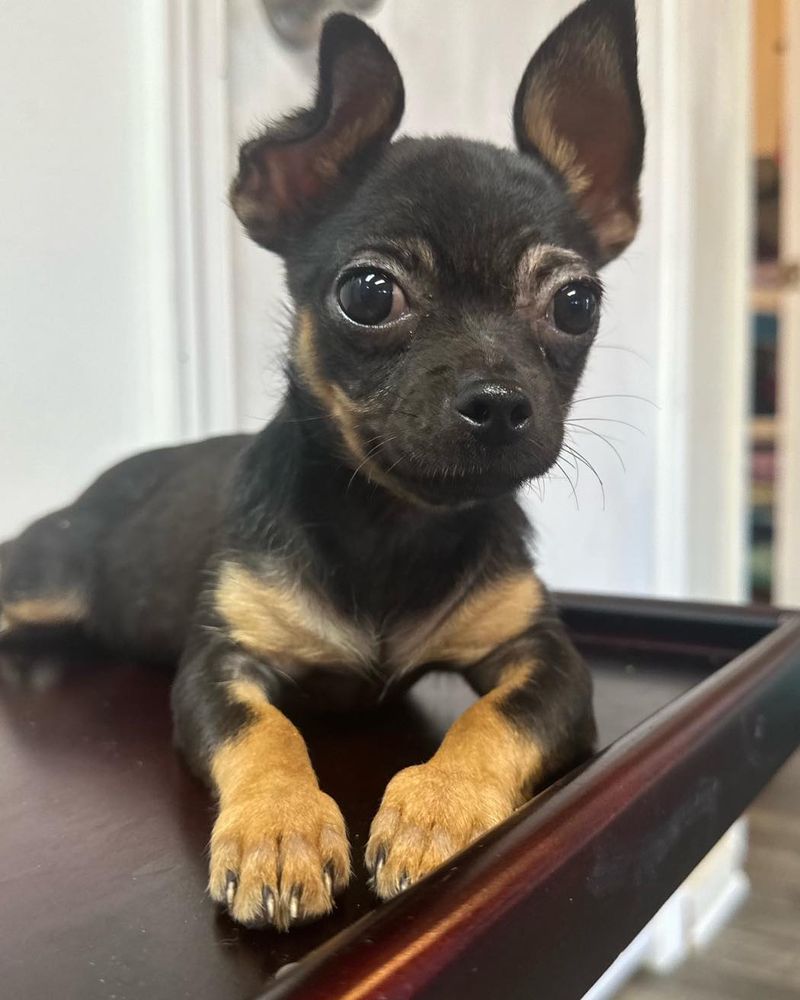Chihuahua