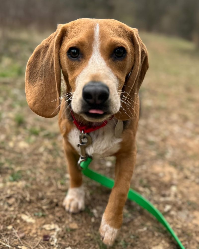 Beagle