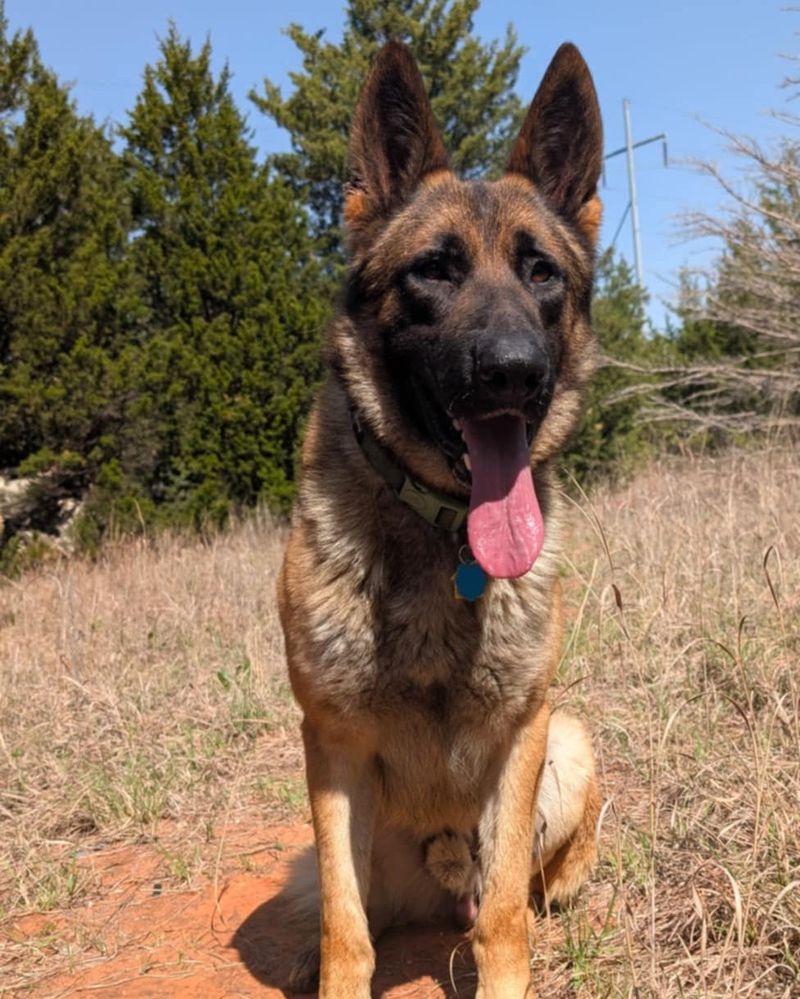 German Shepherd