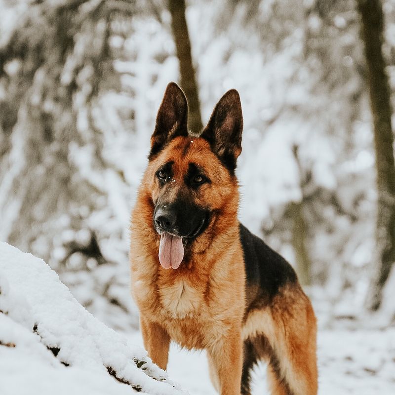 German Shepherd