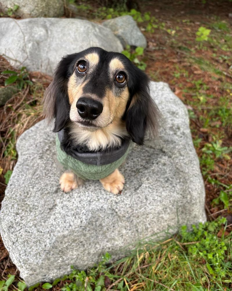 Dachshund