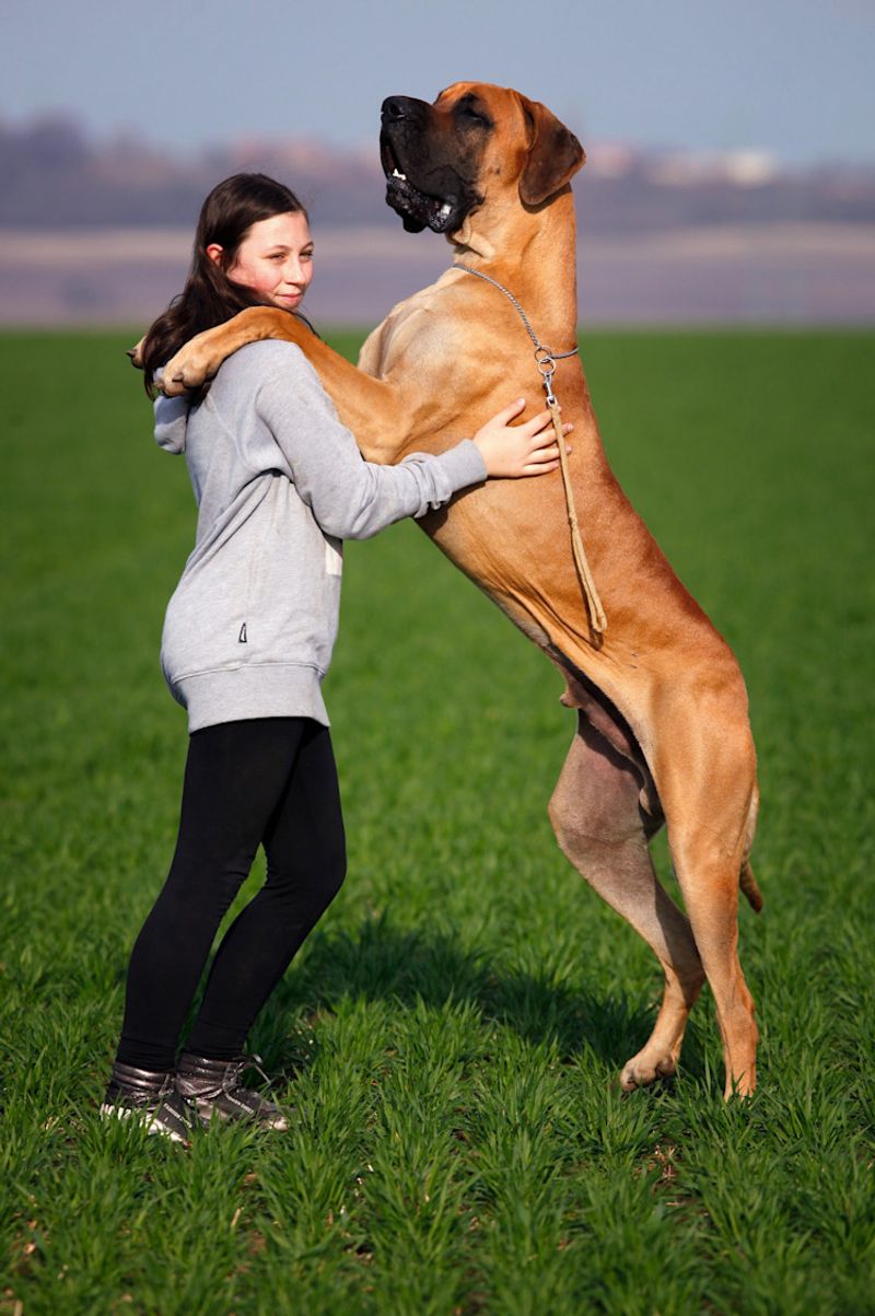Great Dane