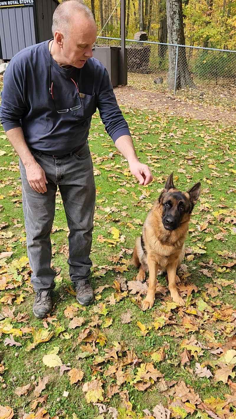 German Shepherd
