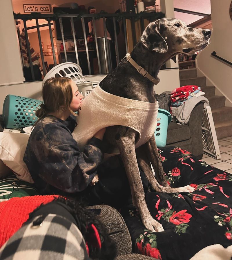Great Dane