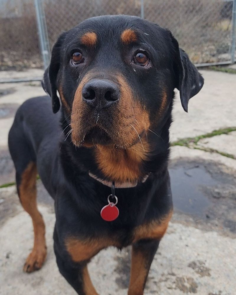 Rottweiler