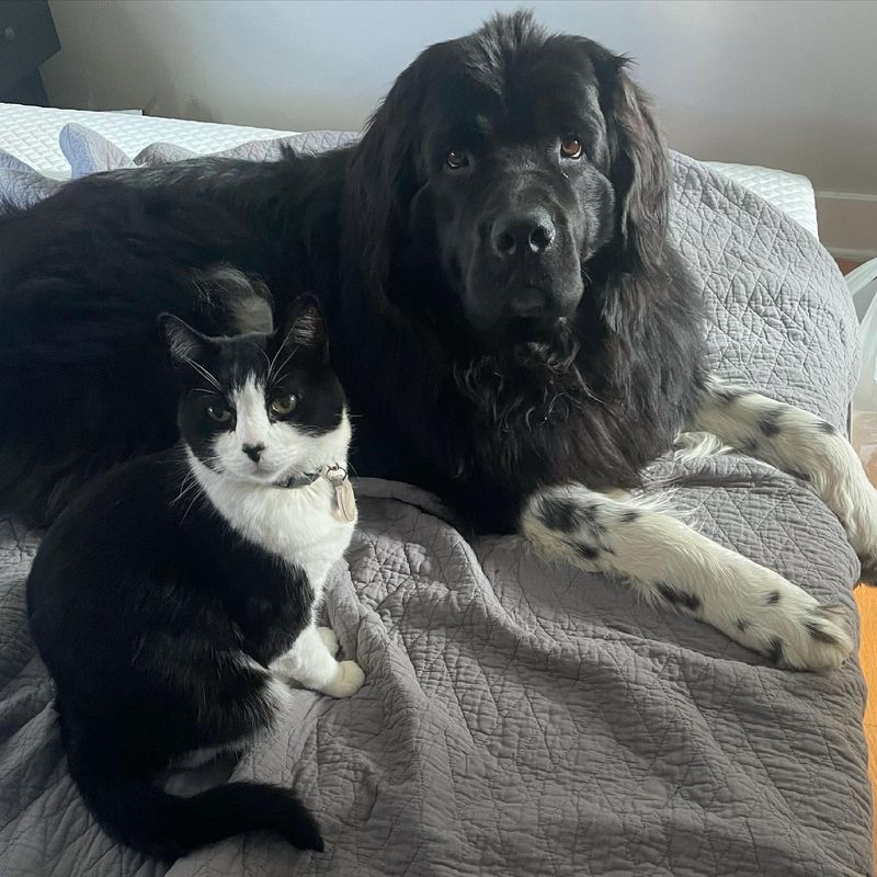 Newfoundland