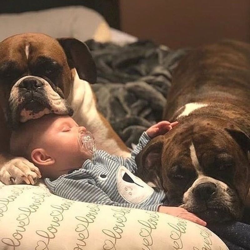 Boxer