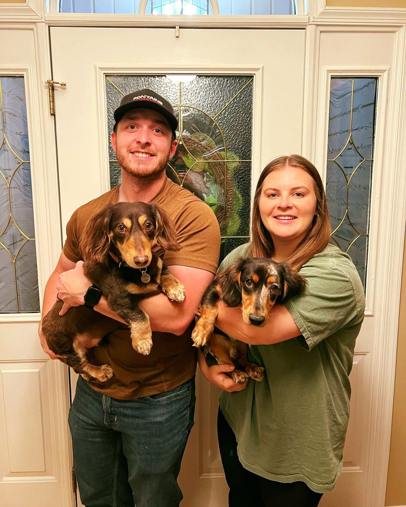 Dachshund