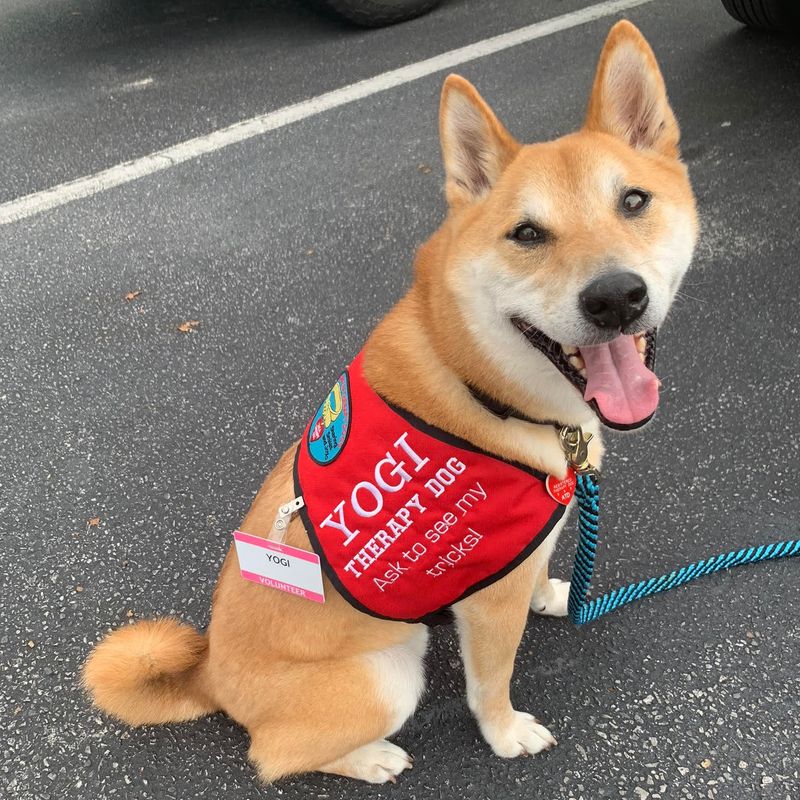Shiba Inu