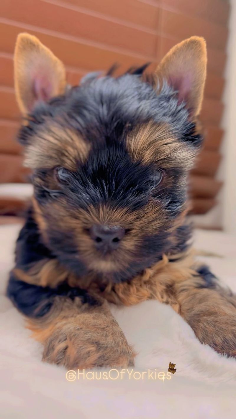 Yorkshire Terrier